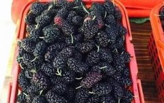 春天千萬不要錯過這種水果，它是中醫(yī)眼中滋肝腎補肝血之王！